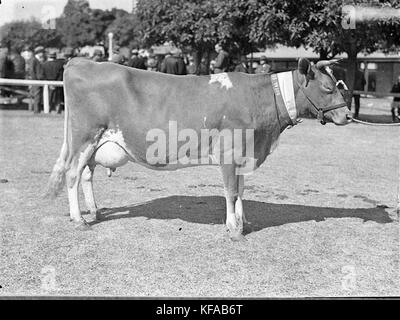 34960 vache Guernsey Banque D'Images