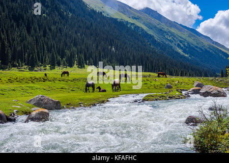 Chevaux sur green meadows, altyn arashan, Kirghizistan Banque D'Images