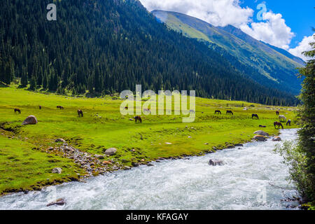Les chevaux par la rivière, altyn arashan, Kirghizistan Banque D'Images