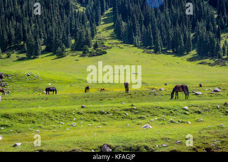 Les chevaux par la rivière, altyn arashan, Kirghizistan Banque D'Images