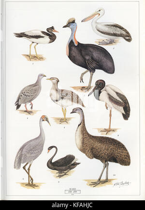 Cayley p3 plus gros oiseaux d'Australias Banque D'Images