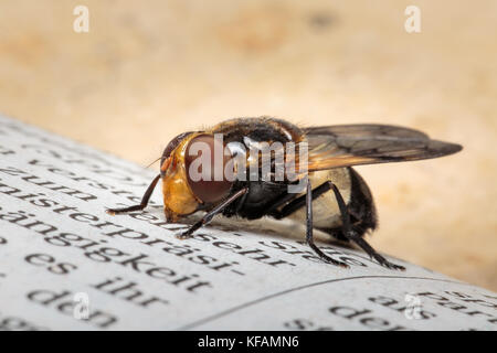 Close up of volucella pellucens hoverfly pellucide assis sur un journal avec fond brun brillant et copyspace. focus sélectif. faible profondeur de f Banque D'Images