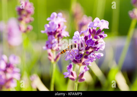 Close up of hoverfly alimentant à fleurs lavande. focus sélectif. faible profondeur de champ. Banque D'Images