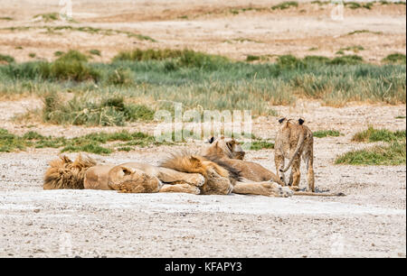 Une famille de lions dans la savane namibienne Banque D'Images