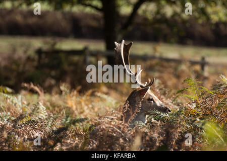 Stag at bradgate park. un fond, journée d'automne ensoleillée,Bel Ombre, grand cerf seul. Banque D'Images