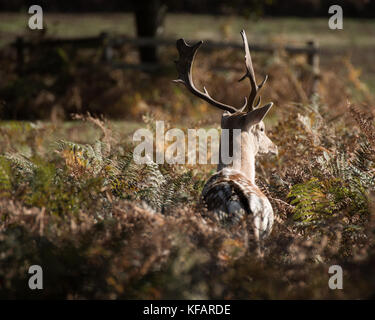 Stag at bradgate park. un fond, journée d'automne ensoleillée,Bel Ombre, grand cerf seul. Banque D'Images