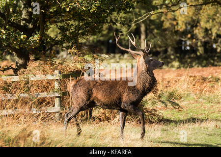 Stag at bradgate park. un fond, journée d'automne ensoleillée,Bel Ombre, grand cerf seul. Banque D'Images