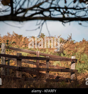 Stag at bradgate park. un fond, journée d'automne ensoleillée,Bel Ombre, grand cerf seul. Banque D'Images