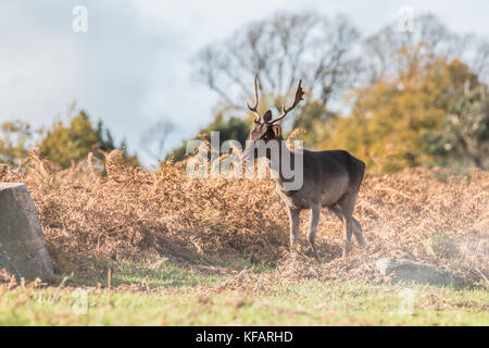 Stag at bradgate park. un fond, journée d'automne ensoleillée,Bel Ombre, grand cerf seul. Banque D'Images