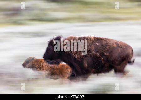 Un bison d'Amérique vache et veau courir à travers l'armoise dans la vallée lamar au Yellowstone National Park le 30 juin 2017 dans le Wyoming. (Photo by neal herbert via planetpix) Banque D'Images