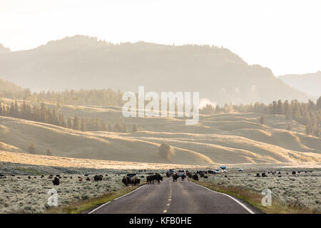 Circulation s'arrête comme un troupeau de bison américain traverser la route à l'aube près de la butte de Soda Creek dans la vallée lamar au Yellowstone National Park le 30 juin 2017 dans le Wyoming. (Photo by neal herbert via planetpix) Banque D'Images