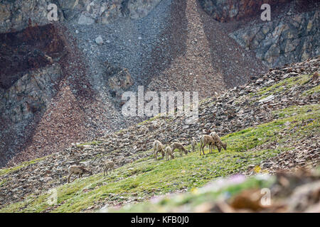 Un troupeau de mouflons broutent dans la vallée en face de pointe électrique dans la gamme de montagne à gallatin au Yellowstone National Park le 15 juillet 2017 dans le Wyoming. (Photo by neal herbert via planetpix) Banque D'Images