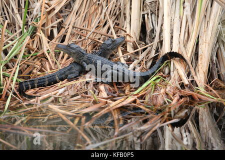 Les alligators américains juvéniles s'asseoir sur la rive marécageuse au Merritt Island National Wildlife Refuge 3 janvier, 2017 à Merritt Island, en Floride. (Photo de bill white par planetpix) Banque D'Images