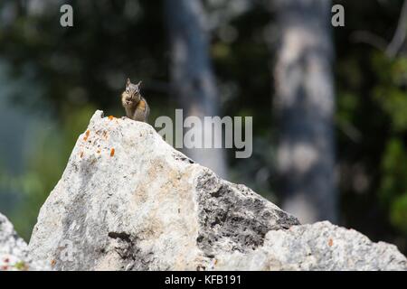 Un tamia mineur grimpe sur un rocher au Mammoth Hot Springs dans le parc national de Yellowstone, le 22 juillet 2017 dans le Wyoming. (Photo by neal herbert via planetpix) Banque D'Images