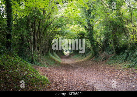 Halnaker Tunnel, une ancienne voie romaine et tunnel d'arbres près de Halnaker, West Sussex, UK Banque D'Images