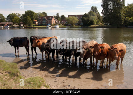 Le bétail de se rafraîchir dans la Tamise, Beaconsfield, près de High Wycombe, Buckinghamshire, Angleterre Banque D'Images