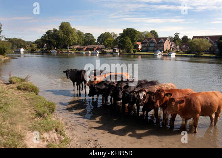 Troupeau de vaches baignant dans la Tamise à Cookham près de High Wycombe, Buckinghamshire, Angleterre Banque D'Images