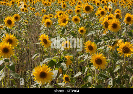 Domaine de tournesol (Helianthus annuus), Barrrow à Humber, Lincolnshire Banque D'Images