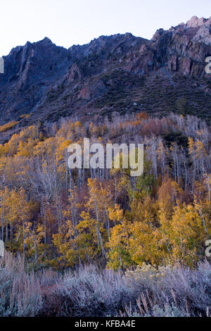 Trembles contre une falaise de roche commencent à perdre leurs feuilles en automne se tourne vers l'hiver dans l'Est de la Sierra Nevada de Californie Banque D'Images