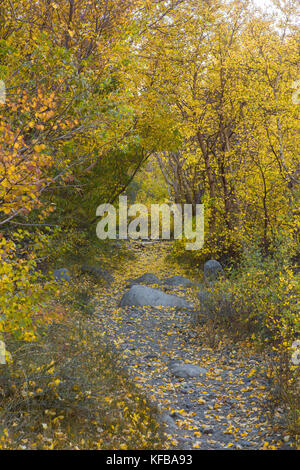 Un sentier de montagne traverse un bosquet de Trembles durant la saison d'automne dans l'Est de la Sierra Nevada de Californie USA Banque D'Images