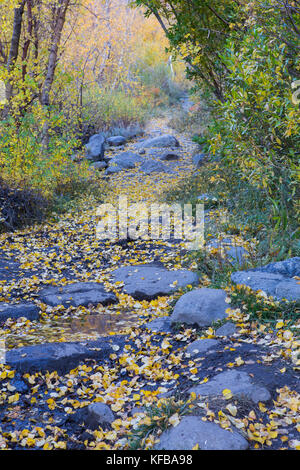 Un sentier de montagne traverse un bosquet de Trembles durant la saison d'automne dans l'Est de la Sierra Nevada de Californie USA Banque D'Images