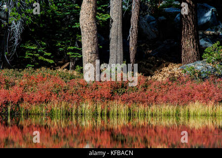Un petit lac de montagne entouré par la couleur de l'automne dans la région de Yosemite National Park California USA Banque D'Images