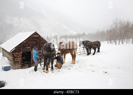 Usa, Colorado, tremble, Wrangler obtenir chevaux prêts pour la promenade en traîneau à la Pine Creek cookhouse, Ashcroft Banque D'Images