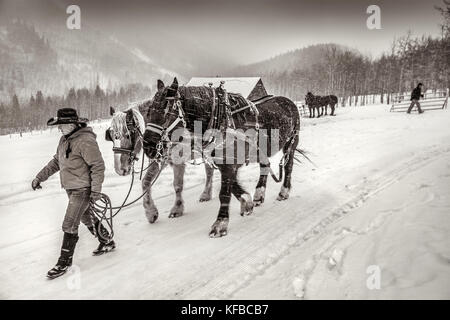 Usa, Colorado, le tremble, le Wrangler ali wade promenades son équipe de chevaux afin de les relier à la carriole, Pine Creek cookhouse, Ashcroft Banque D'Images