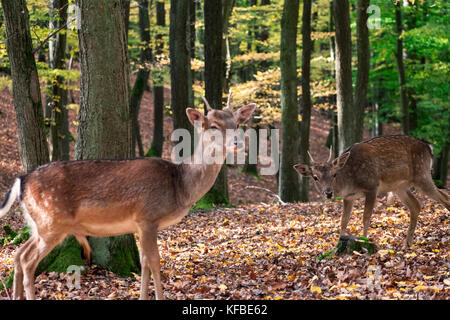 Parc forestier appelé obora holedna à Brno avec cerfs et sangliers Banque D'Images