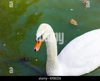 Un cygne blanc avec une tache noire sur le visage et un bec orange flottant dans l'eau, un cygne dans un lac vert Banque D'Images