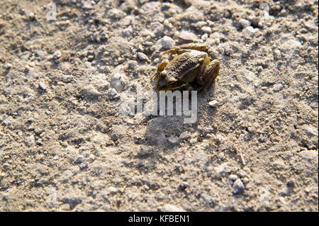 Frog © Wojciech Strozyk / Alamy Stock Photo Banque D'Images