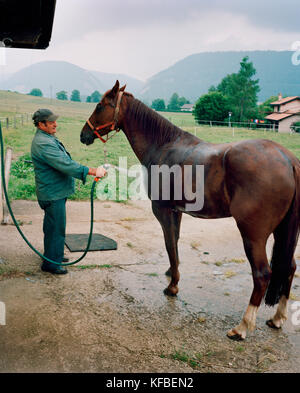 La Suisse, motiers, lutin donne son clatiola cheval un rinçage après la formation sur la piste, jura Banque D'Images