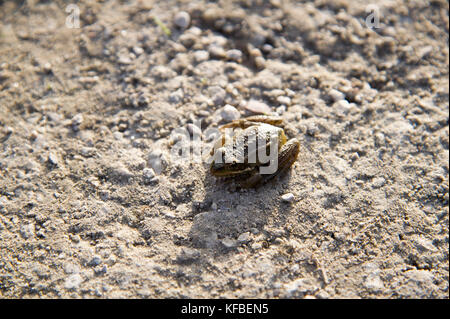 Frog © Wojciech Strozyk / Alamy Stock Photo Banque D'Images