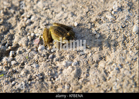 Frog © Wojciech Strozyk / Alamy Stock Photo Banque D'Images