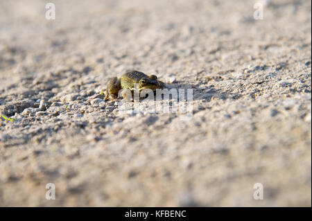 Frog © Wojciech Strozyk / Alamy Stock Photo Banque D'Images