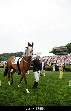 Usa, New York, Nashville, iroquois, course d'un cheval de refroidissement après la quatrième course Banque D'Images