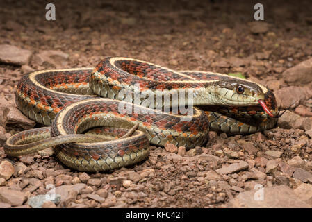 La Côte d'une couleuvre rayée (Thamnophis elegans terrestris) de la Bay area en Californie. Il peut paraître menaçant, mais est en fait totalement inoffensive. Banque D'Images