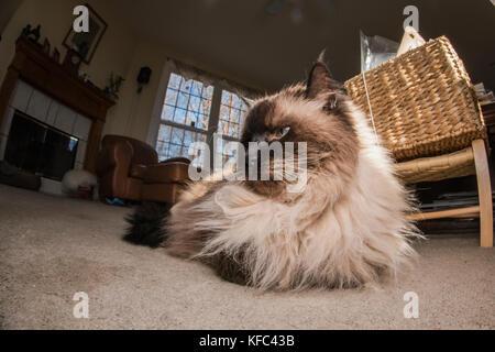 Un chat siamois Himalaya amuse et portant sur l'intérieur de la maison. Banque D'Images