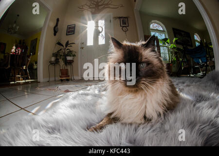 Un chat siamois de l'Himalaya à la recherche d'un soft extrêmement confortables tapis dans la salle de séjour avec le soleil derrière lui. Banque D'Images