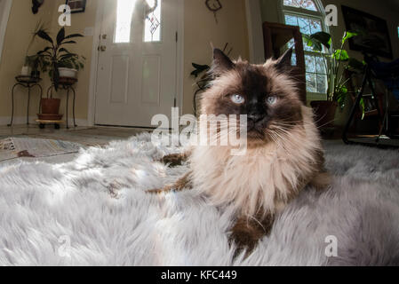 Un beau chat siamois Himalaya portant sur un endroit ensoleillé sur un tapis dans le salon. Banque D'Images