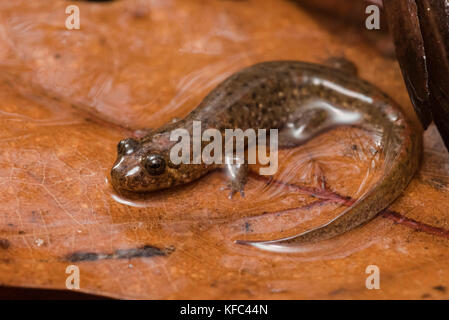 Une salamandre sombre des aquatiques (Desmognathus sp) à partir d'un flux en Géorgie, USA. Banque D'Images