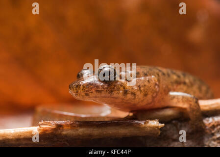 Une salamandre sombre des aquatiques (Desmognathus sp) à partir d'un flux en Géorgie, USA. Banque D'Images