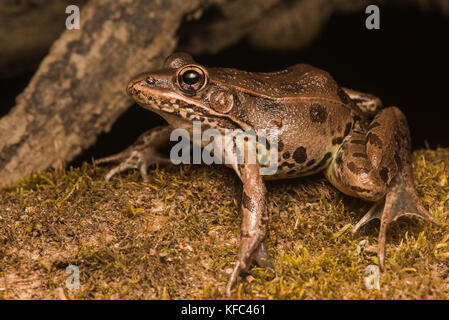 Une grenouille léopard du sud à partir de la Caroline du Nord, cette espèce peut être très variable. Banque D'Images