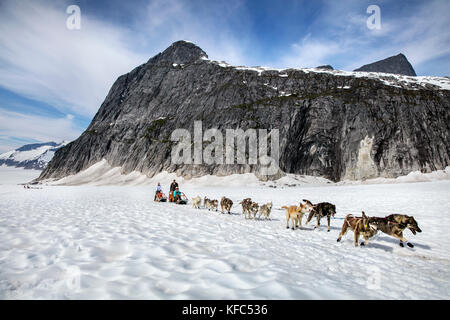 Usa, Alaska, Juneau, les chiens courir sur la montagne gardien ci-dessous juneau icefield helicopter tour en traîneau à chiens, vous vole sur le glacier à l'helimush taku Banque D'Images