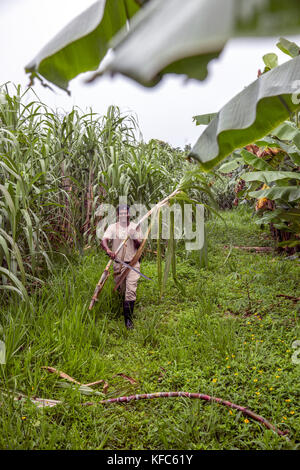 BELIZE, Punta Gorda, Toledo, vous pourrez participer à une jungle où ils Démo Mixologie vous être montré comment combiner des ingrédients frais de la ferme avec un arr Banque D'Images
