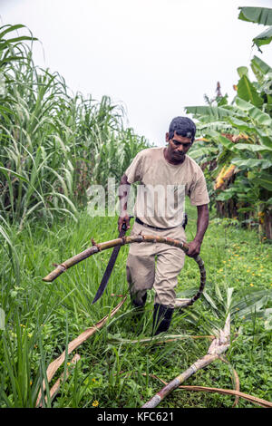 BELIZE, Punta Gorda, Toledo, vous pourrez participer à une jungle où ils Démo Mixologie vous être montré comment combiner des ingrédients frais de la ferme avec un arr Banque D'Images