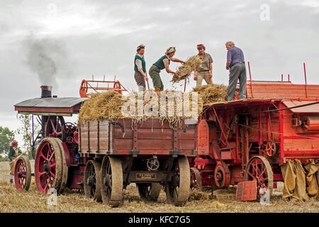 Une reconstitution de la fin de la récolte sur une ferme de Norfolk dans les années 1940 et 1950, démontrant la récolte et le battage des méthodes. Banque D'Images