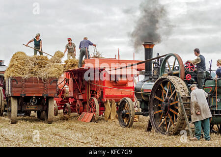 Une reconstitution de la fin de la récolte sur une ferme de Norfolk dans les années 1940 et 1950, démontrant la récolte et le battage des méthodes. Banque D'Images