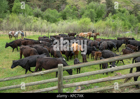 Usa (Oregon), Joseph, de cowboys todd Nash et cody ross le déplacement des bovins de la Wild Horse Creek jusqu'big Sheep Creek à braquer creek Banque D'Images