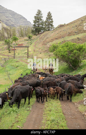 Usa (Oregon), Joseph, de cowboys todd Nash et cody ross le déplacement des bovins de la Wild Horse Creek jusqu'big Sheep Creek à braquer creek Banque D'Images